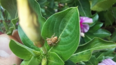 Paraphidippus fartilis