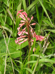 Primula maximowiczii
