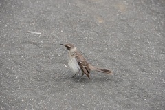 Mimus parvulus
