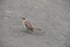 Mimus parvulus