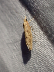 Ypsolopha cervella