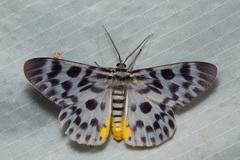 Dysphania malayanus