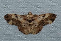 Ectropidia exprimata