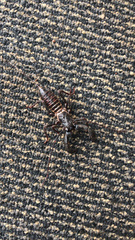 Mastigoproctus giganteus