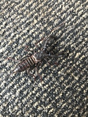 Mastigoproctus giganteus