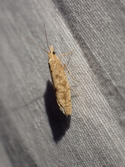 Ypsolopha cervella