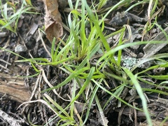 Juncus repens