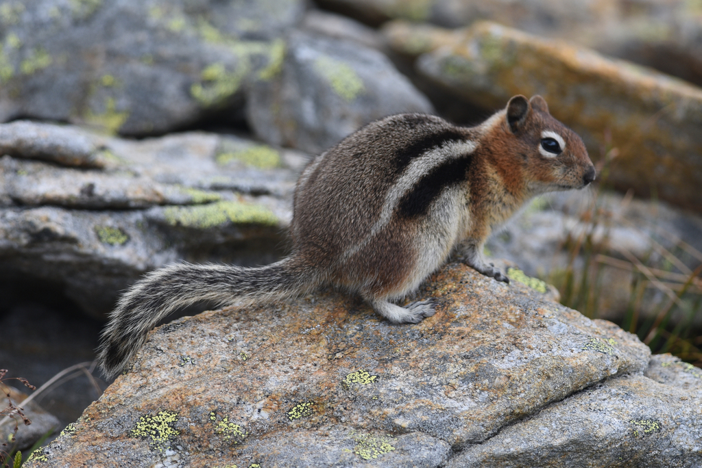 Golden-mantled Ground Squirrel from North Okanagan, British Columbia ...