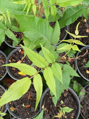 Juglans jamaicensis