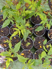 Juglans jamaicensis