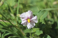 Lycianthes peduncularis