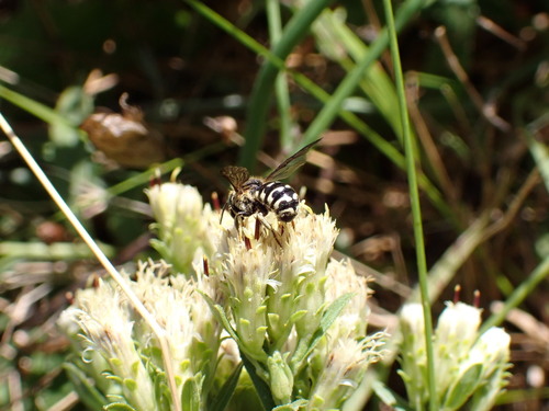 Dianthidium subparvum