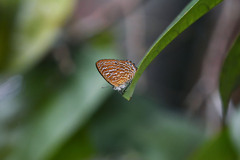 Poritia sumatrae
