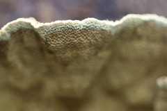 Oxychaete cervinogilva