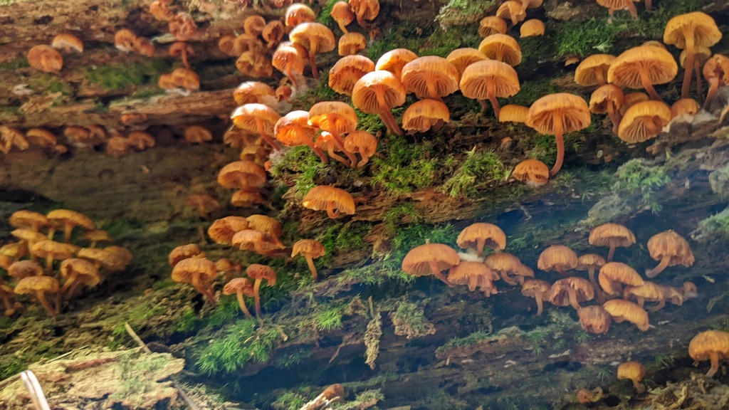 Xeromphalina campanella · August 2022 · photo: © atsushi_nakajima_cirque (iNaturalist, cc-by)