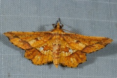 Entomopteryx combusta