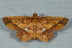 Entomopteryx combusta