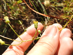 Erigeron reductus