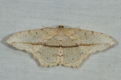 Eutoea heteroneurata