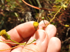 Erigeron reductus