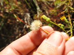 Erigeron reductus