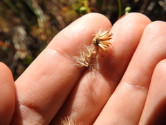 Erigeron reductus