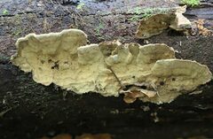 Oxychaete cervinogilva