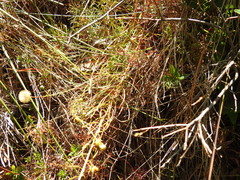 Erigeron reductus