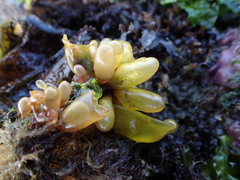 Halosaccion glandiforme