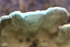 Oxychaete cervinogilva