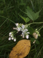 Ripariosida hermaphrodita