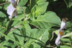 Lycianthes peduncularis