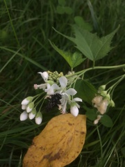 Ripariosida hermaphrodita