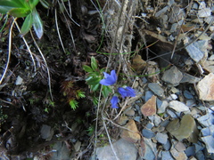 Veronica morrisonicola