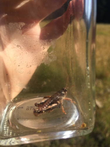 iNaturalist observation photo of Slow Mountain Grasshopper