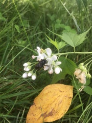 Ripariosida hermaphrodita