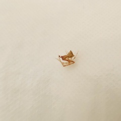 Cryptachaea meraukensis