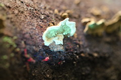 Oxychaete cervinogilva