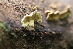 Oxychaete cervinogilva