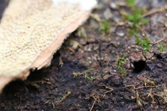 Oxychaete cervinogilva