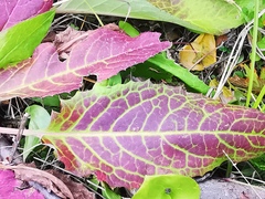 Saussurea pseudotilesii