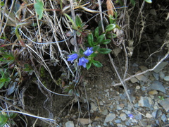 Veronica morrisonicola