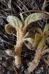 Puccinia monardellae