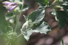 Lycianthes dejecta