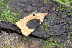 Oxychaete cervinogilva