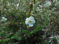 Rosa sericea morrisonensis