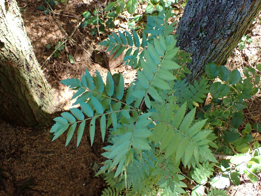 Sorbus aucuparia, UBC, University Endowment Lands, BC, Canada