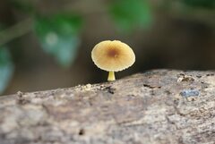 Pluteus hubregtseorum