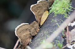 Oxychaete cervinogilva