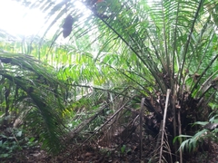 Raphia taedigera